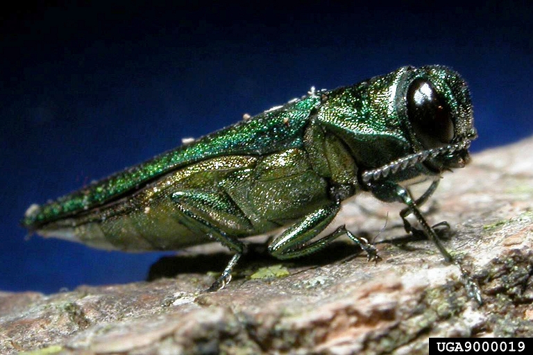 Emerald Ash Borer photo