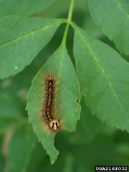 Spongy Moth picture