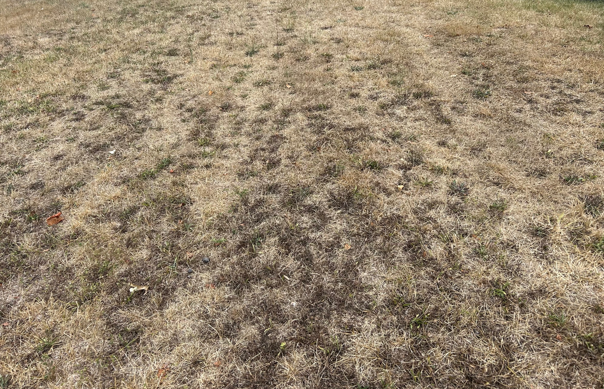 lawn picture
